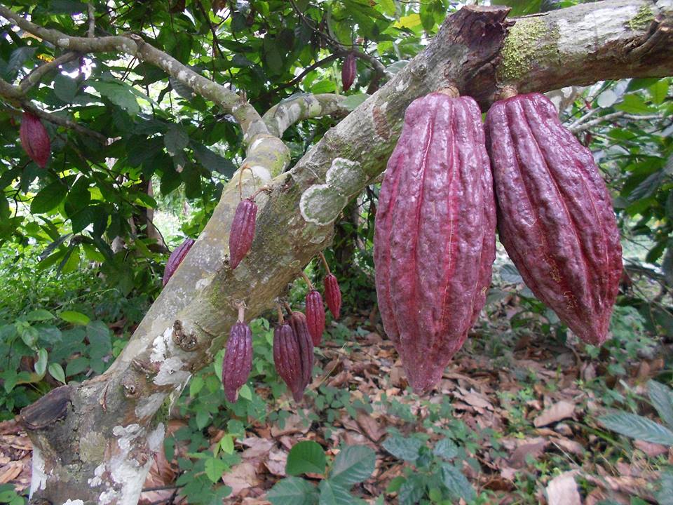 Cacaoyer à ngog bassong