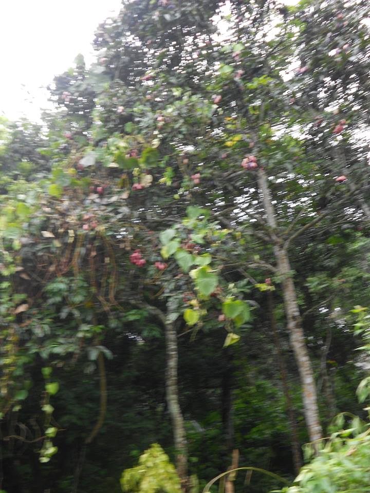 arbres fruitiers
