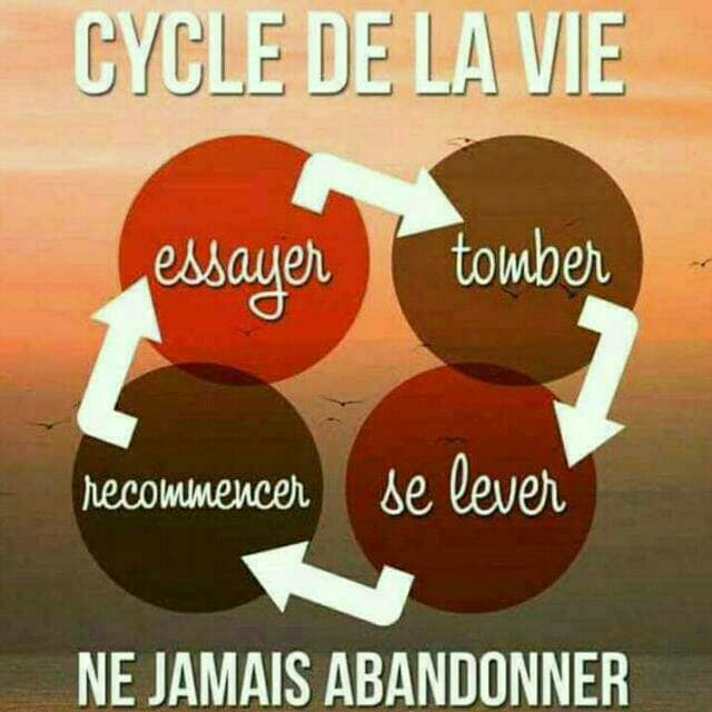 cycle de vie