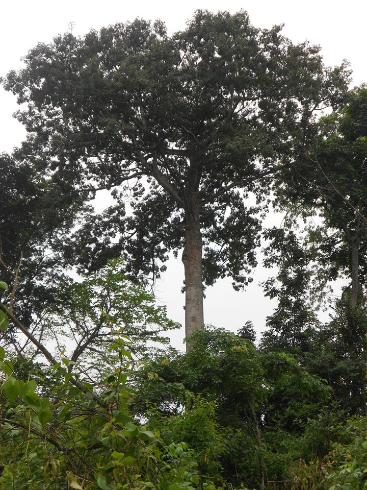 un arbre paysage de ngog-bassong